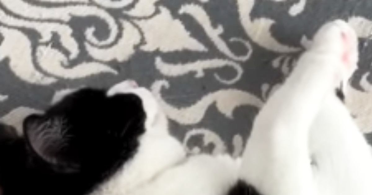 床で気持ちよさそうに眠っていた猫→隣を見ると『ぬいぐるみ』が置いてあって…あまりにも可愛すぎる瞬間に「最高ｗ」「お見事ｗ」と反響