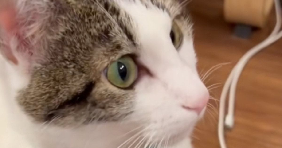 猫に『お手、おかわり、スリスリ』とお願いすると…まさかの光景に爆笑の声「猫感満載でいいねｗ」「スリスリがたまらん」と25万再生