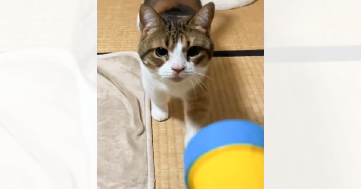 おもちゃで遊んでいたら…愛猫から一瞬で目の輝きが失われた『思わぬ出来事の瞬間』が118万再生「明らかに違うｗ」「一瞬の出来事すぎてｗ」