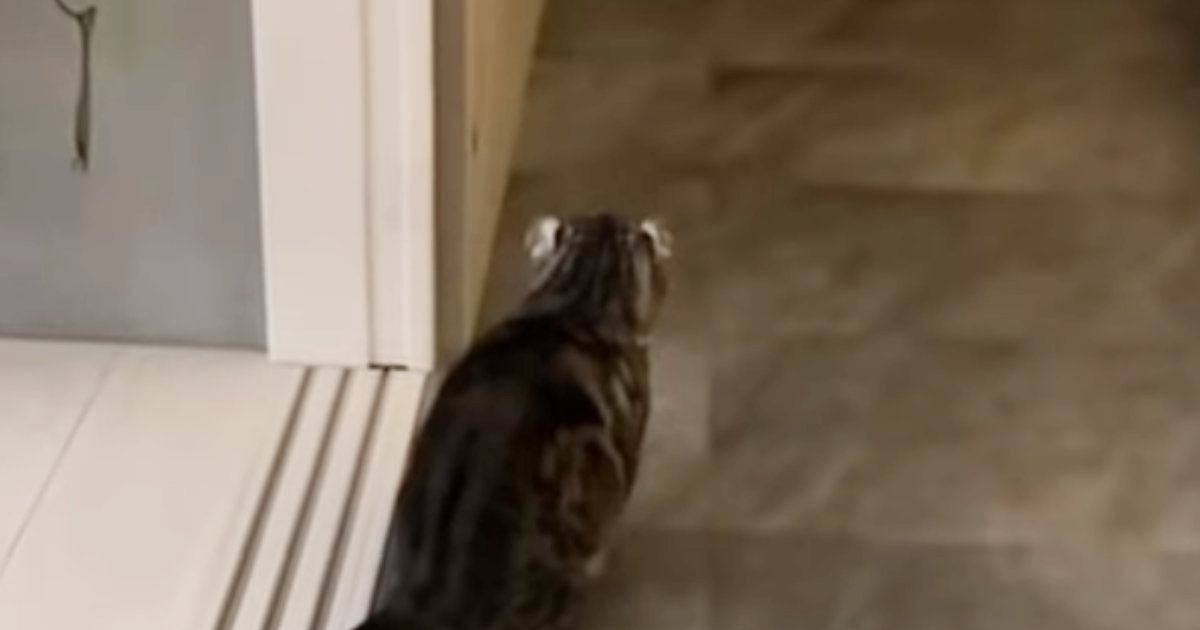 帰宅した飼い主に『気づかない猫』→背後からこっそり近づいた結果…笑ってしまう瞬間が71万再生「ビクってなったｗ」「可愛すぎる」