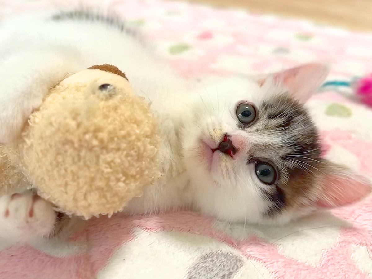 ぬいぐるみで遊ぶ保護子猫→眠気が限界を迎えると…悶絶級に尊い『人間の赤ちゃんのような様子』に「突然の電池切れ」「良い夢見てね」と反響