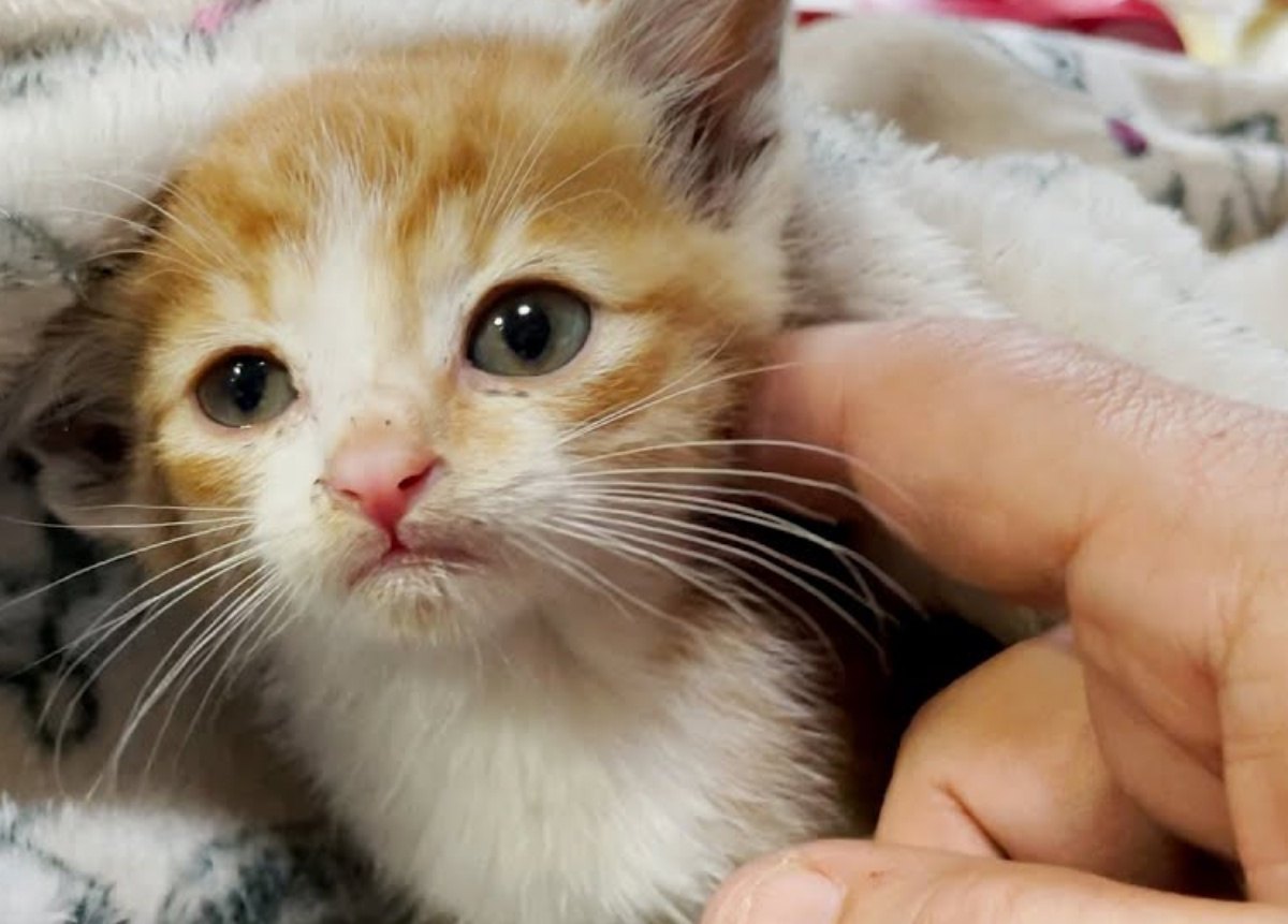 捕獲器につかまった4匹の子猫…保護されママ猫と再会！