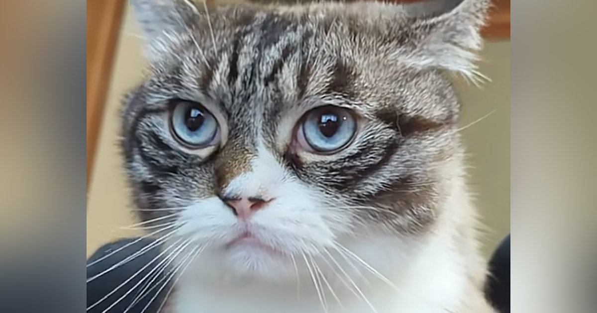 飼い主のお腹の上に乗る猫→体を少し揺らされると…『可愛すぎる反応』に3万3000いいね「演歌上手そうｗ」「不覚にも吹いてしまった」