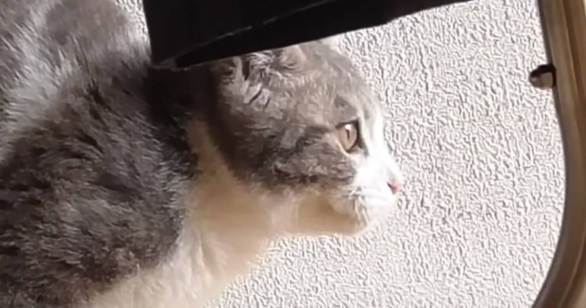 走り出しそうな子猫を見ていたら、独特なポーズで…陸上選手みたいな『まさかのスタート方法』に爆笑の声続出「頭良すぎるなｗ」「前世陸上部ｗ」