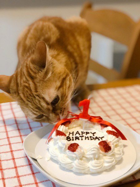 猫の食事中にしてはいけないNG行為３つ