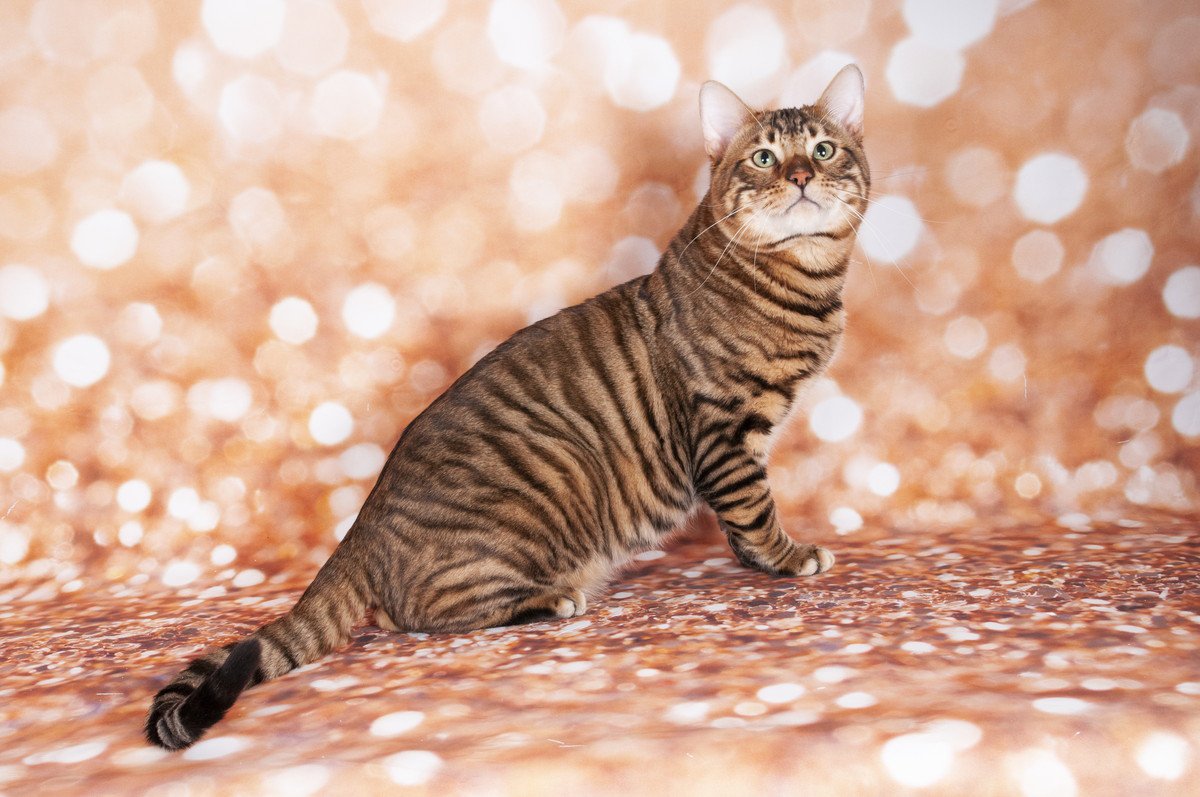 まるで小さい野生ネコ？ワイルドな魅力満載の「ヒョウ柄・トラ柄」猫種4選！