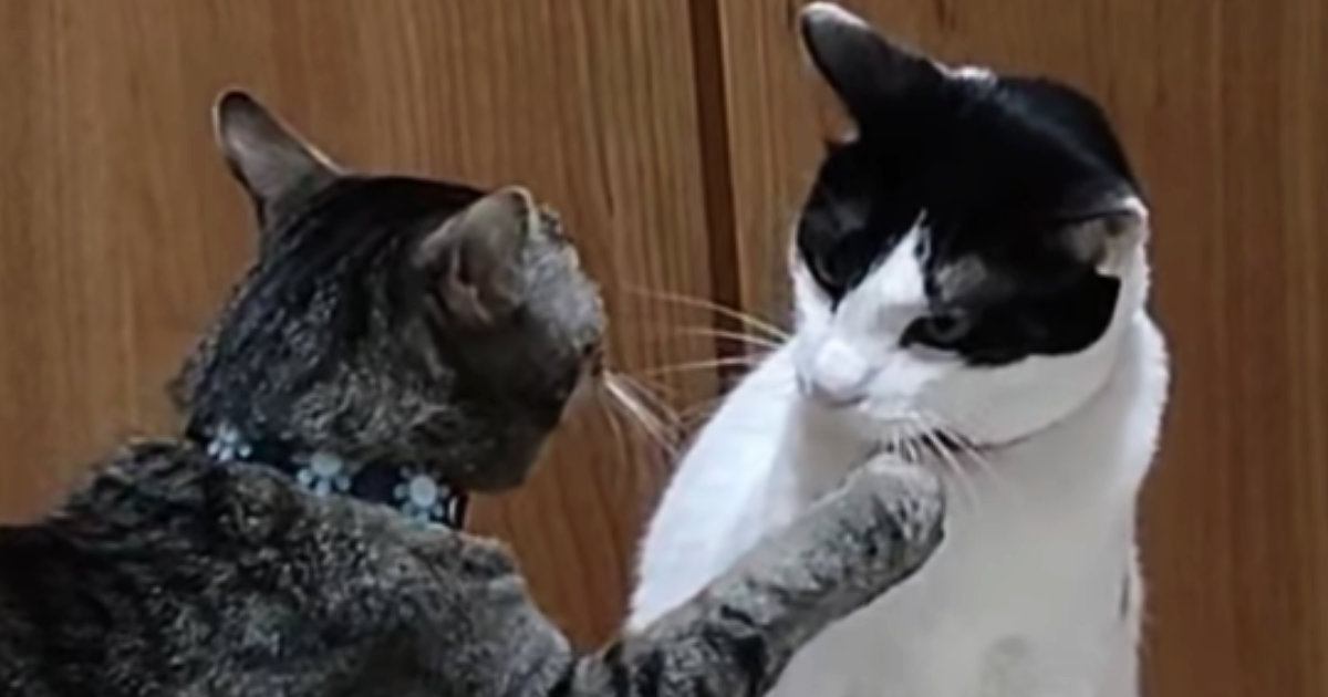向かい合う2匹の猫→あまりにも『平和なバトル』が始まって…微笑ましすぎる光景に「愛すべきケンカｗ」「なんだか目が離せない」と13万再生