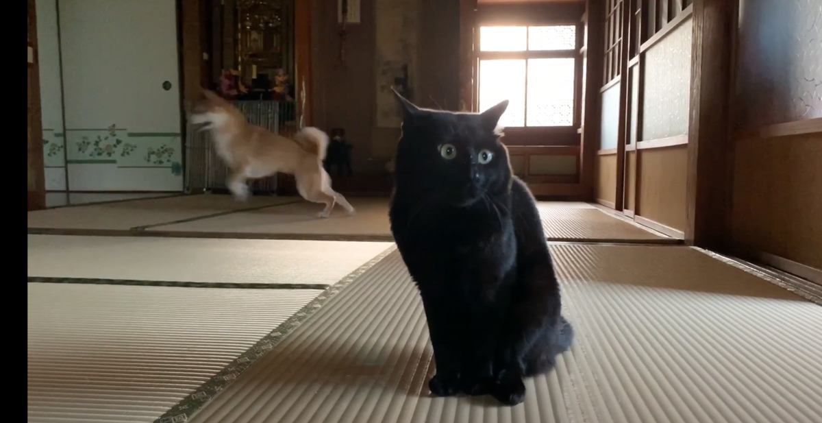 いつもは弟猫に無関心な兄猫→1日入院で居なくなった結果…思わず涙する『まさかの光景』が98万再生「優しさが溢れてる」「ジーンときた」