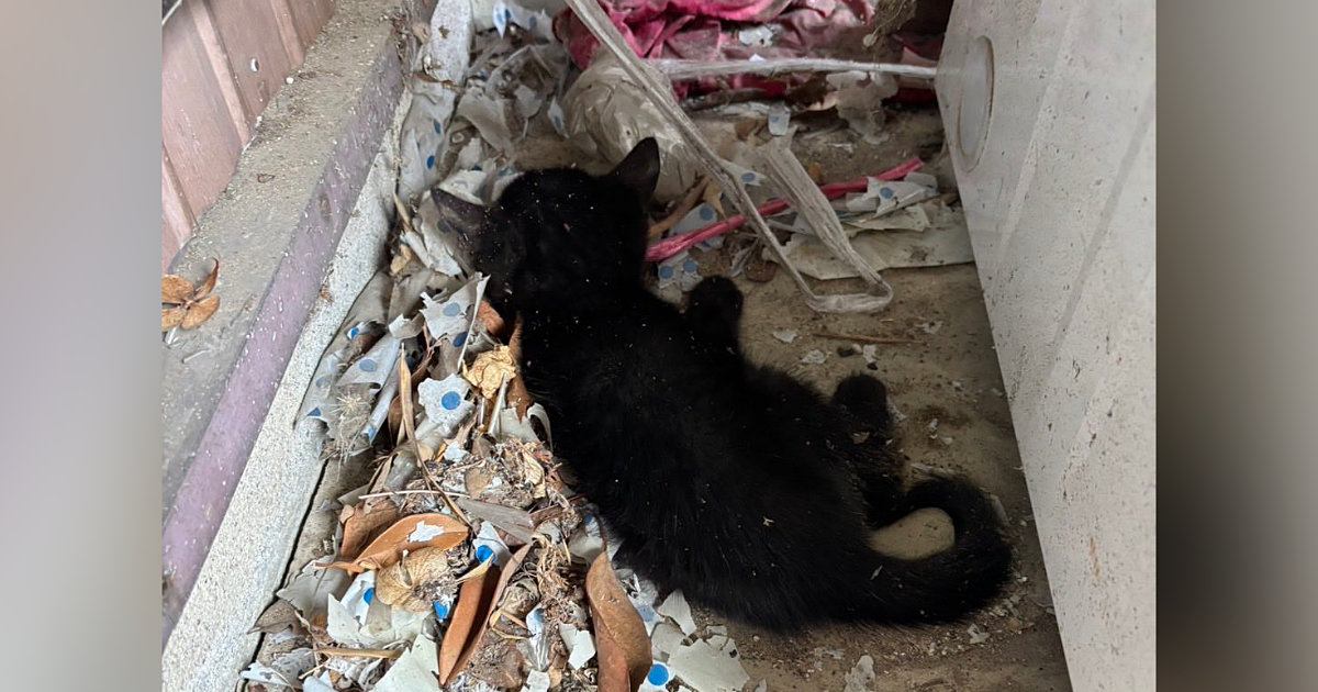 外で衰弱しきっていた『小さな子猫』→保護され、大切にお世話されると…見違える変化に感動の声続出！「本当に良かった」「美猫になった」