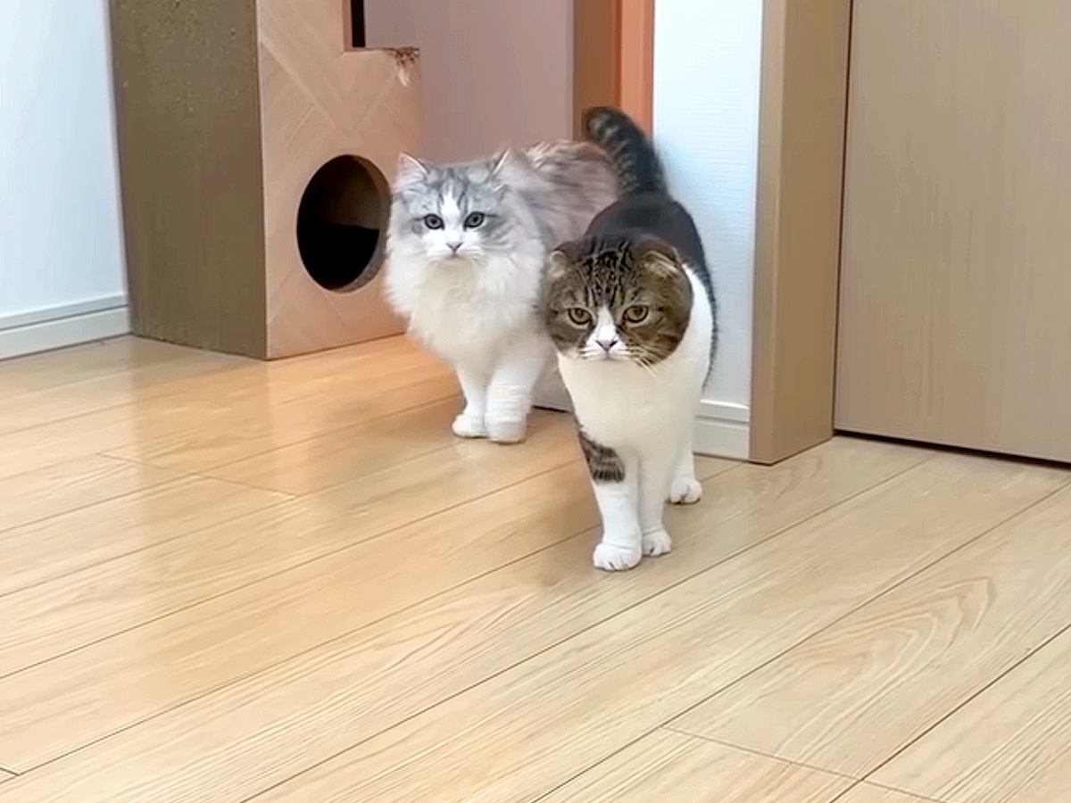 出かけたはずの飼い主が家にいたら、３匹のネコはどうするのか検証→『100点満点の反応』が話題「ドッキリ大成功」「ナイスリアクション」