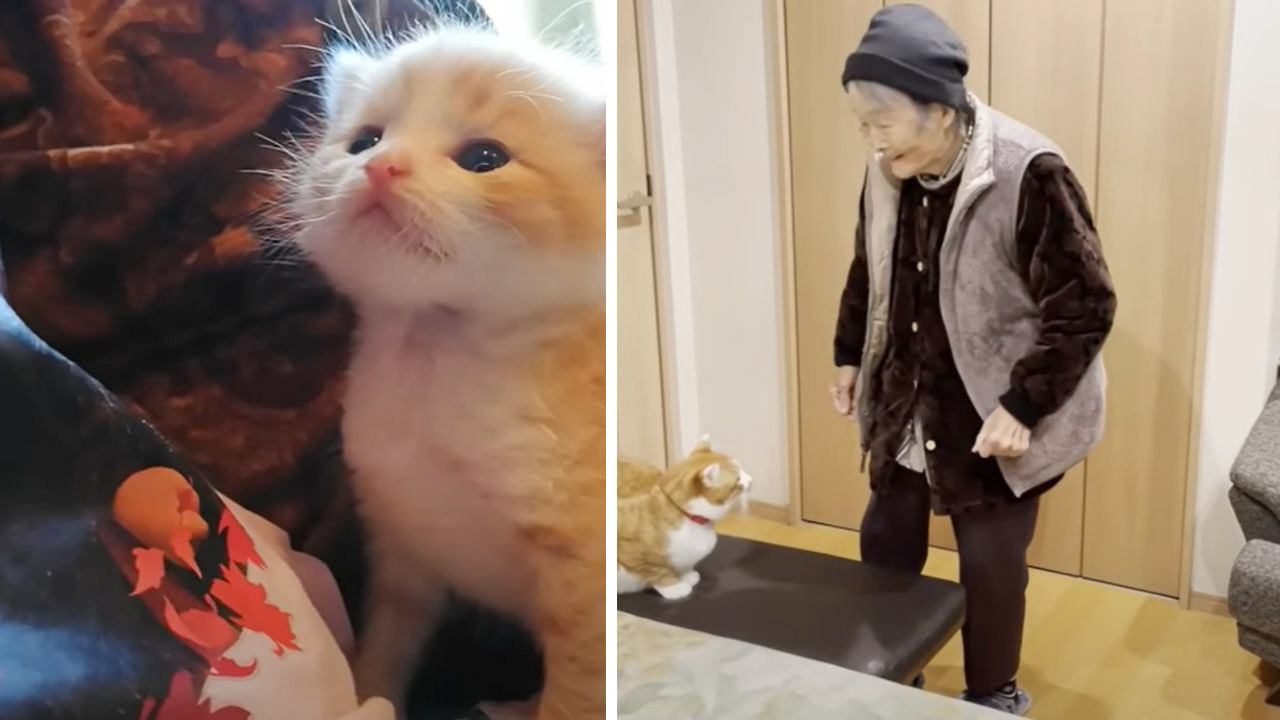 お婆ちゃんが大好きな『赤ちゃん猫たち』年をとった結果…現在の姿が2万6000再生の反響「幸せすぎて」「96歳だとは思えない」の声