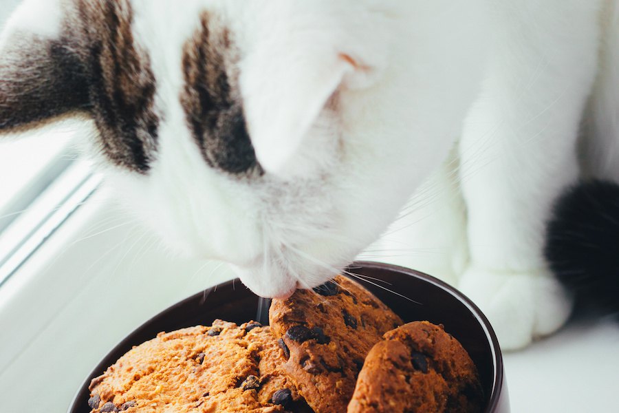 チョコ風味もダメ？どうして猫にチョコレートを与えてはいけないの？