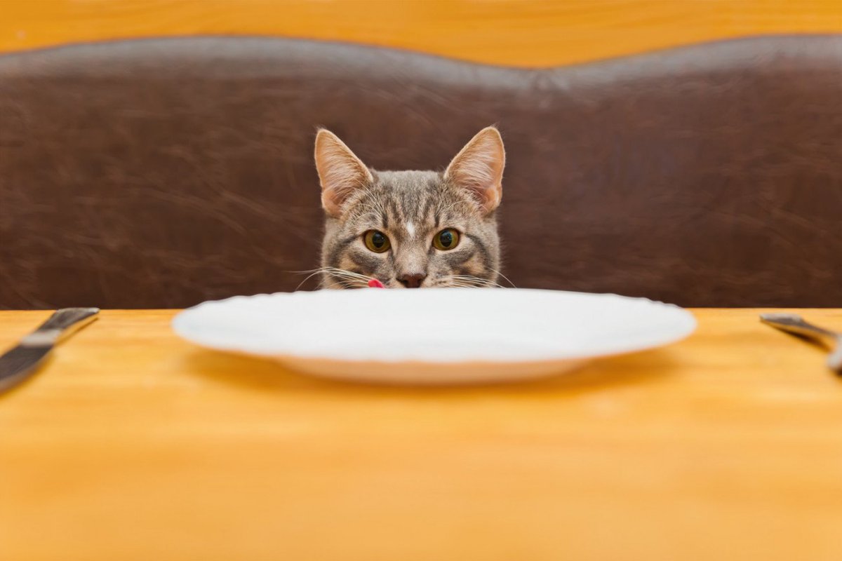 愛情が裏目に…「人間のごはん」で起こる猫のトラブル例【獣医師執筆】