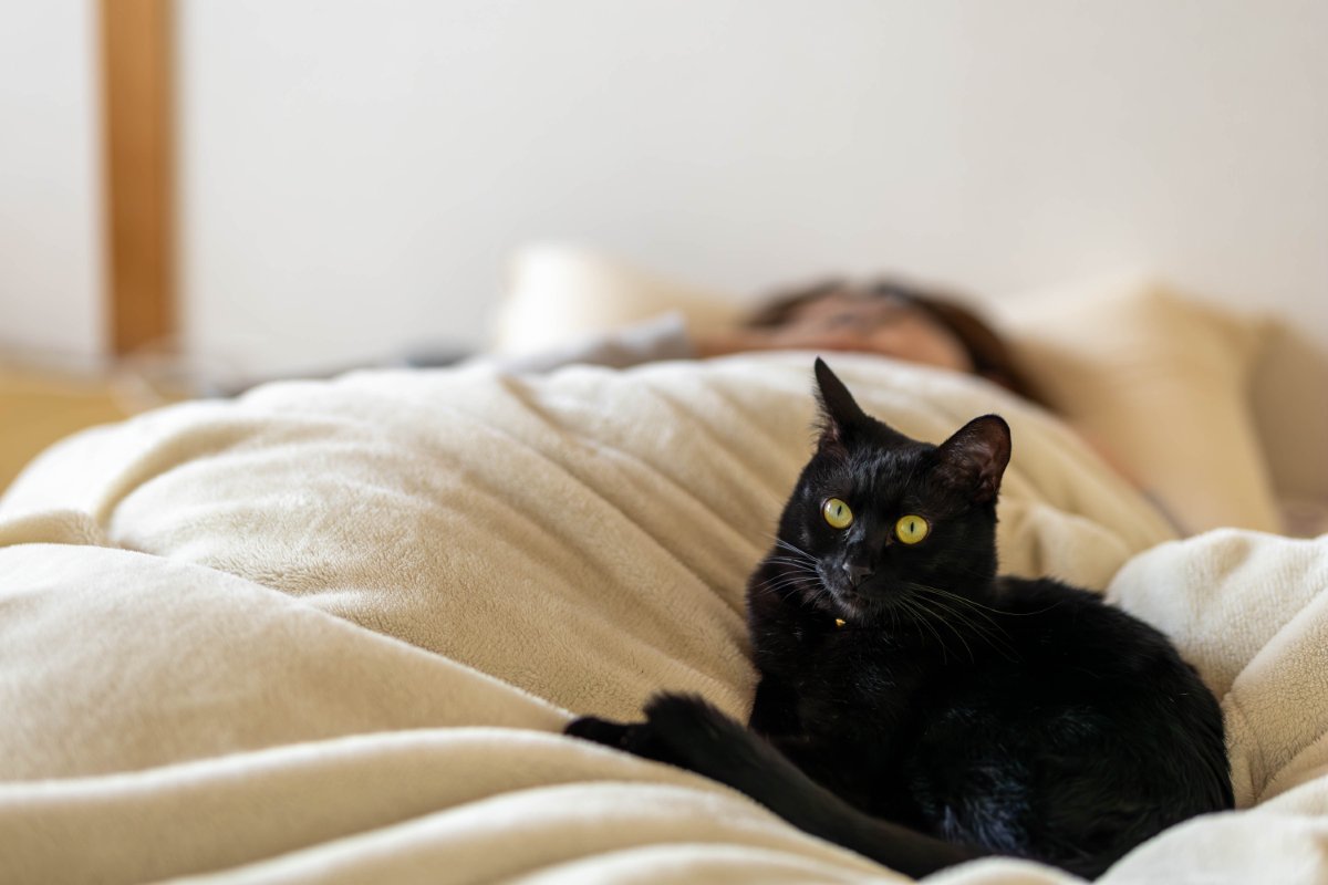 猫が飼い主の『布団を横取りする』理由5つ　気を付けたいポイントや上手な対処法も
