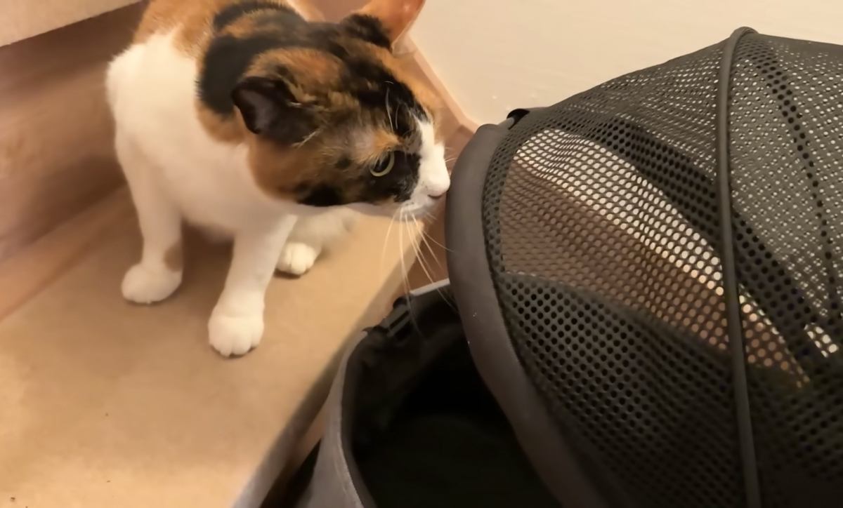 病院に行きたくなさすぎて……連れていかれることを察した三毛猫が次の瞬間→『可愛すぎる行動』に「何度もループしちゃったｗ」「声出たｗ」