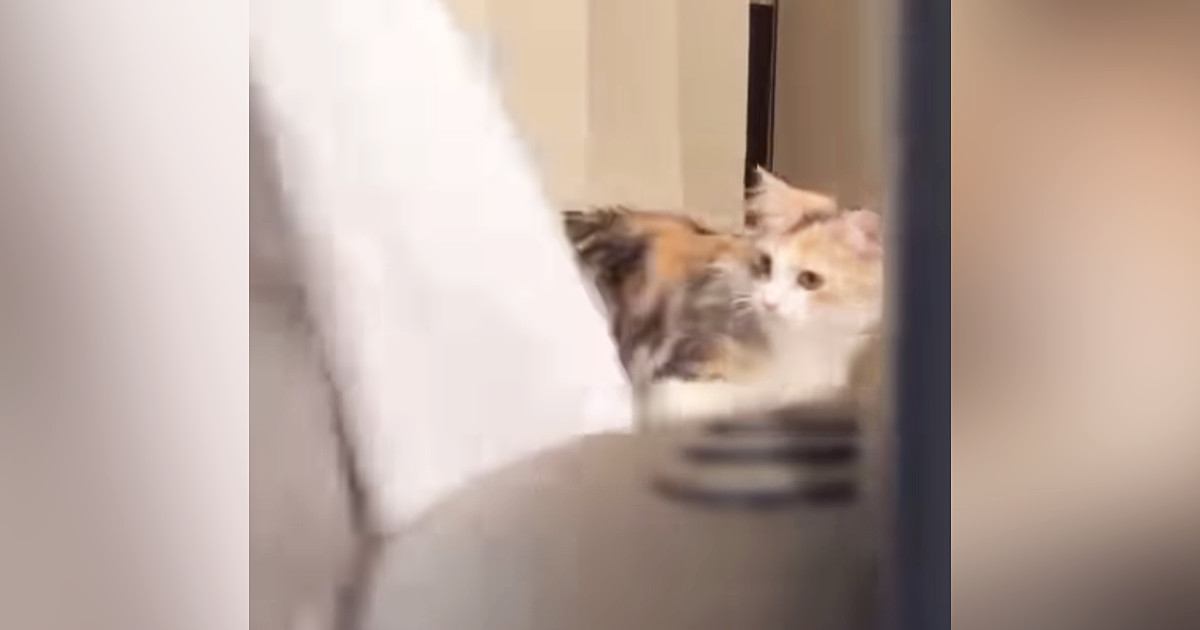 猫の前でシーツをふわっと広げてあげると…夢中で遊ぶ『可愛すぎる様子』に「たまらん」「何度も見てしまう」と癒される人が続出