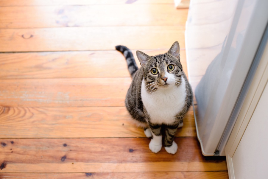 飼い主の方必見！猫に「待て！」を上手に教える方法をご紹介します