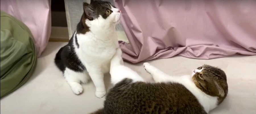 暑さでバテ気味だった親子猫さんがクーラーで元気に！