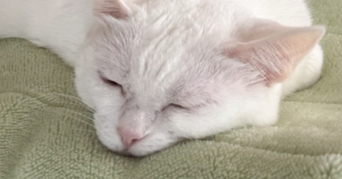 冷房の効いた涼しい部屋に『毛布』を敷いてあげたら、猫が……まさかの光景に3万3000いいね「見たことないくらい溶けてる」「もうおしまい」