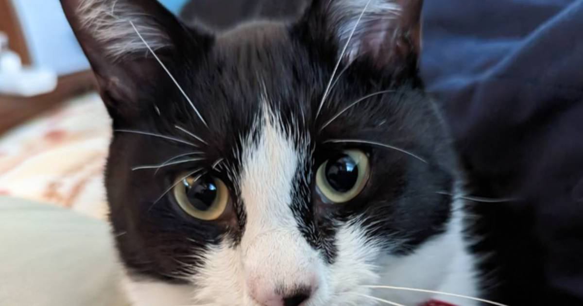 猫が『あくびをする直前の顔』を激写した結果…腹筋が壊れる『笑撃の表情』が234万表示「上下のギャップがすごいｗ」「めちゃ笑った」