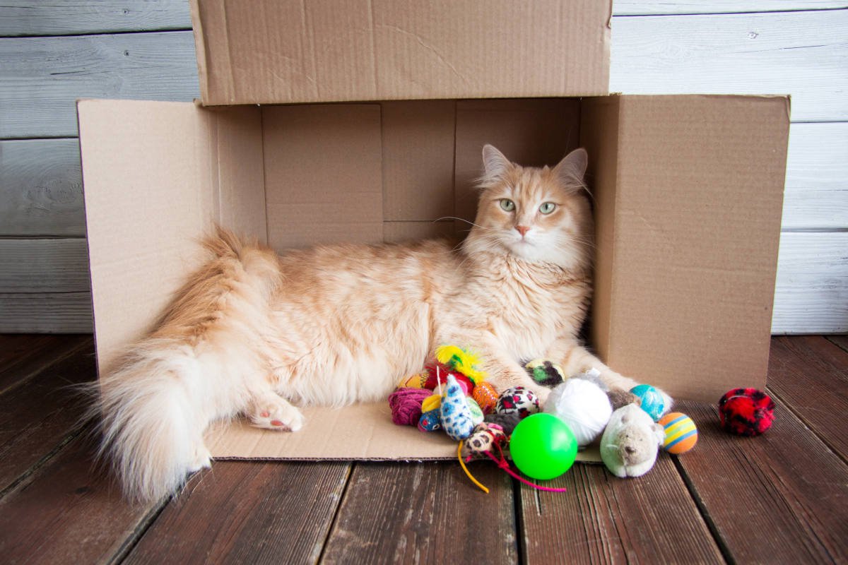 愛猫と『引っ越し』するときにやってはいけないNG行為3選　猫グッズの新調もダメ？