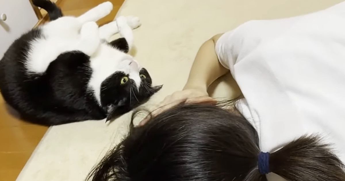 娘のことが気になる猫たち→近くにやってくると…あまりにも尊い『愛情表現』が44万再生「大好きなのが伝わる」「愛されてるねｗ」
