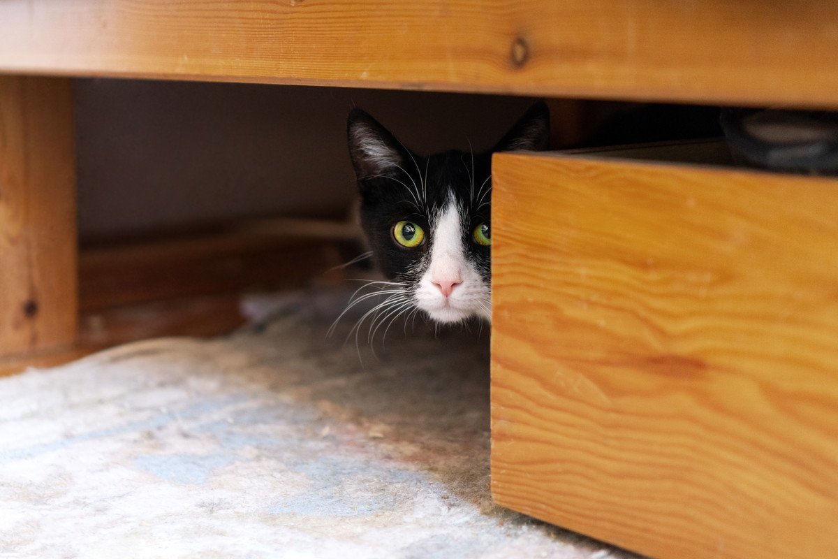 猫と『距離を取ったほうがいい』タイミング7選　興奮時や睡眠中…そっとしておくべきときとは
