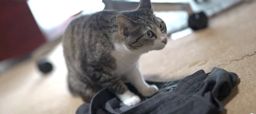 落ちてる洗濯物は猫ちゃんのもの！上に乗りたい理由とは？