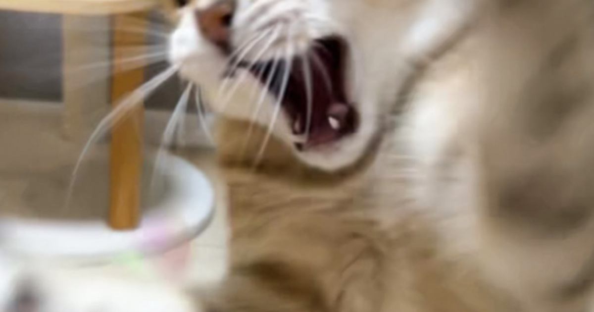 おもちゃで遊んでもらい大興奮した猫…『迫力ありすぎる表情』に爆笑する人が続出「躍動感ｗｗ」「ニヤニヤしてしまった」と３万いいね