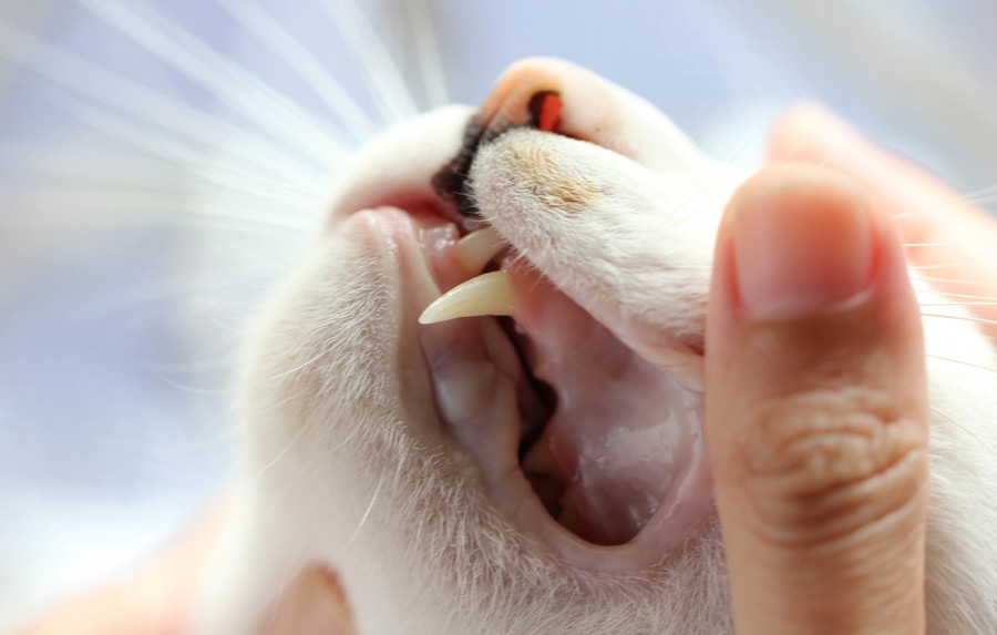 猫の歯の生え変わりのサインとケアの仕方