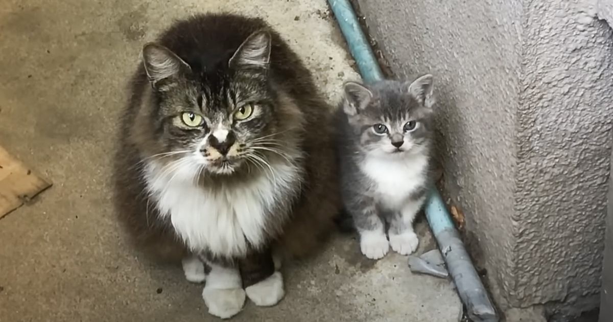 『うちの子をお願いします』人間に子猫を託しに来た母猫…信じられない感動の出来事が1296万再生「涙が出てきた」「母の表情が泣ける」