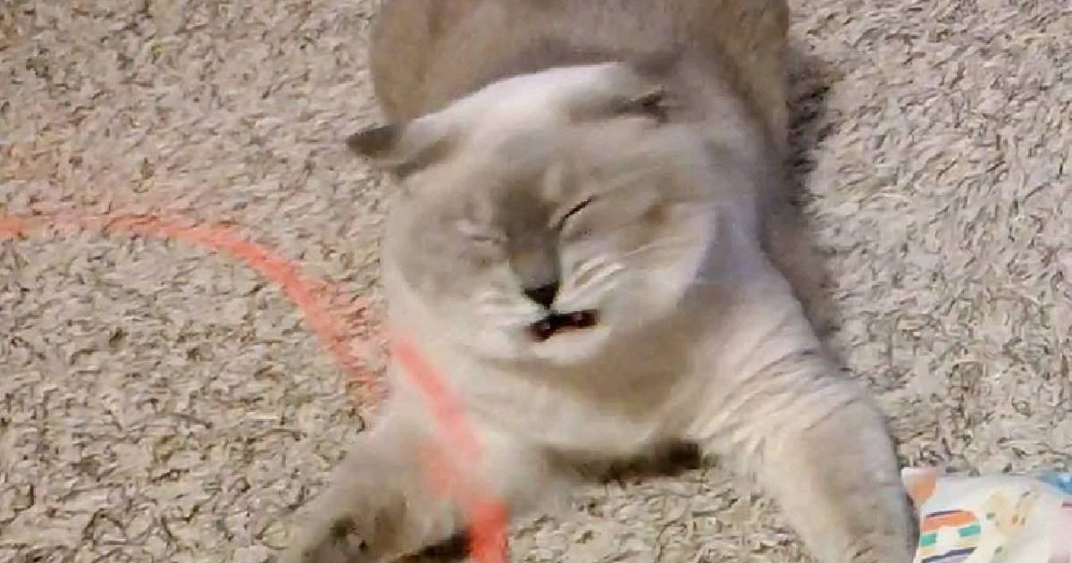 猫じゃらしを捕まえられない猫→原因を探るべく『スロー撮影』したら…判明した"まさかの事実"が910万表示「陸のサメ」「ツボったｗ」