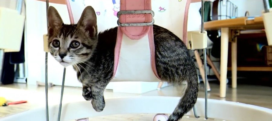 子猫達の個性！それぞれお気に入りの場所を見つける