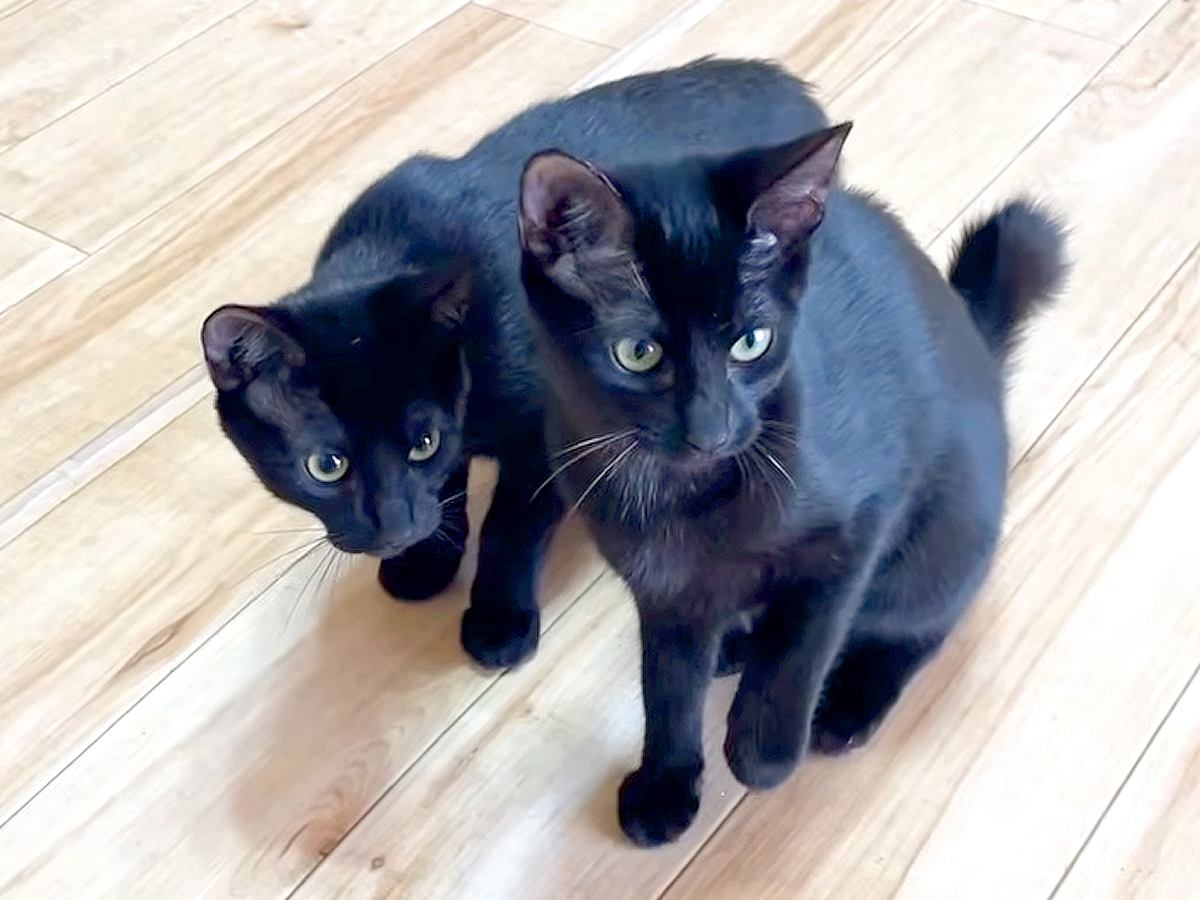 朝、寝坊してしまった結果→３匹の保護子猫が何か言いたげな様子で…思った以上に『必死に訴える光景』に反響「いっぱい食べてね」「ほのぼの」