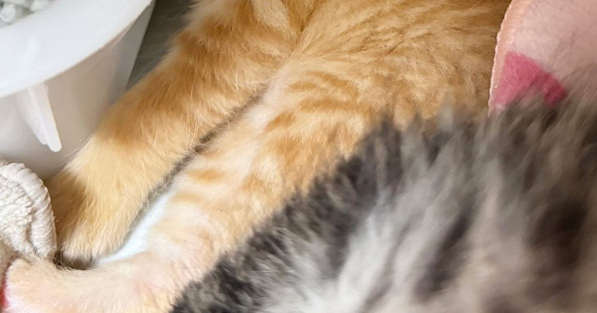 同じ場所にいた2匹の子猫→1匹は『とんでもない寝相』で…まさかの光景に「大物になるねｗ」「奥にいる猫の表情が可愛すぎ」と19万表示