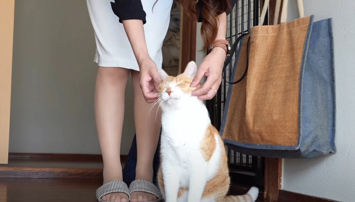 『母さんが帰ってきた！』猫が大好きな母の帰宅に気付いた結果…お出迎えの様子が尊すぎると42万再生「愛を感じる」「とにかく癒やされた」