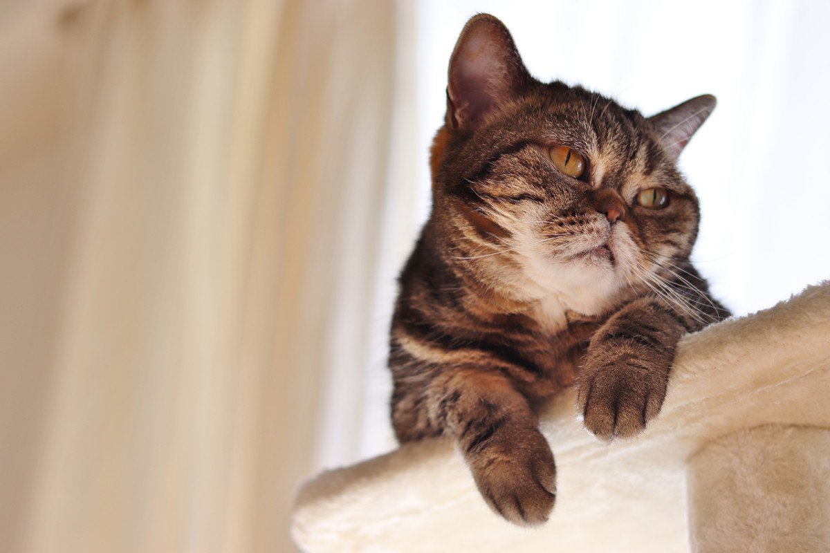 猫が急に『塩対応』をするときの原因4つ　考えられる本音から上手な付き合い方まで