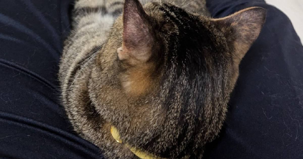 『寝返りを封印した夜』→飼い主さんの足元を見てみると、猫が…『幸せすぎる光景』に1万5000いいね「腰痛決定ｗ」「後頭部が好き」