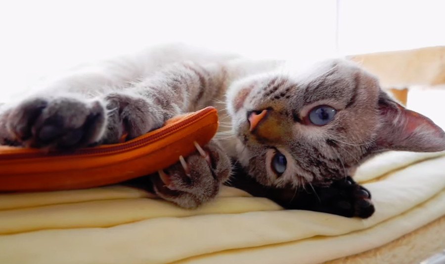 シチューを食べたくて拗ねる猫ちゃんが可愛い