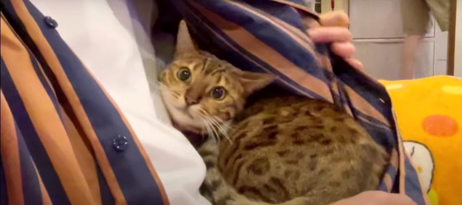 ドキドキ！飼い主さんの服に隠れる怖がりな猫ちゃん