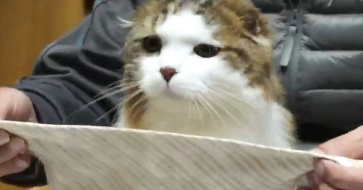 猫のご飯の時間→『スタイ』を首元に近づけると…まさかのルーティンに11万いいね「えええめっちゃ可愛い」「上流階級のお猫様」