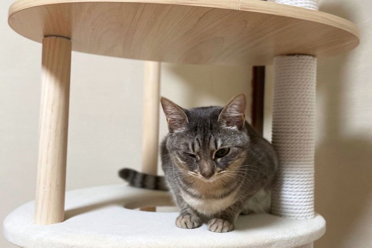 『サバトラ猫』の魅力あふれる特徴3選　性格の傾向から飼い方のコツまで解説