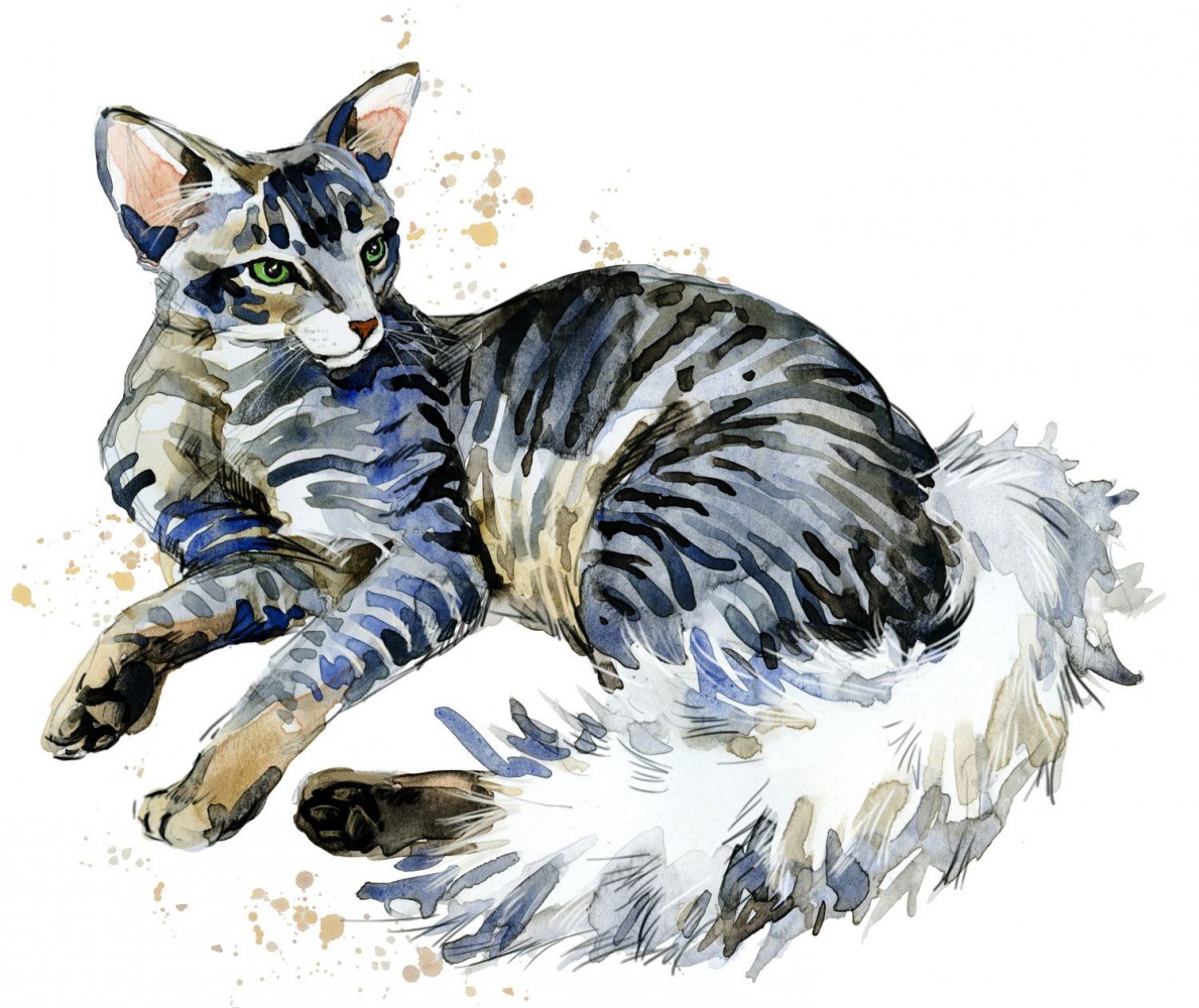 【獣医師監修】オリエンタルロングヘアってどんな猫？猫種の性格や飼う前の注意点・価格相場まで徹底解説