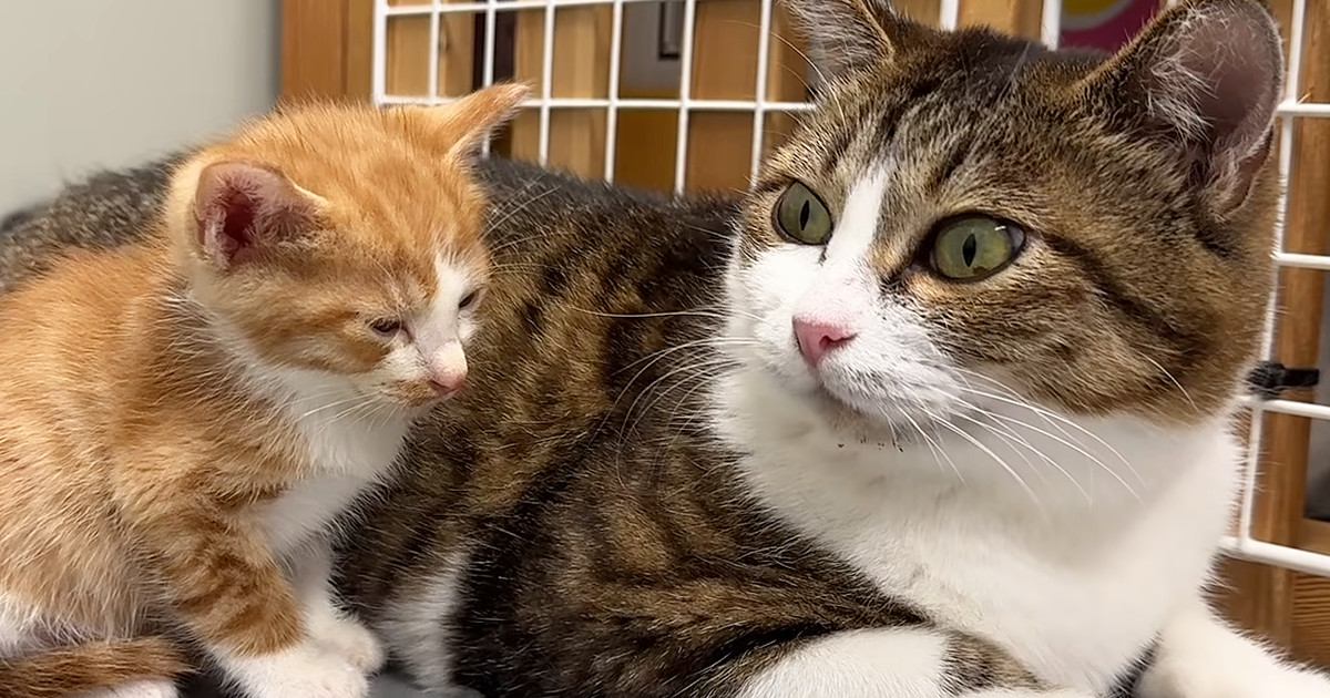 ダンボールに捨てられていた『4匹の子猫』を保護…子育て経験のある先輩猫の『優しい対応』が13万再生「本当に凄い」「感動して涙が出た」