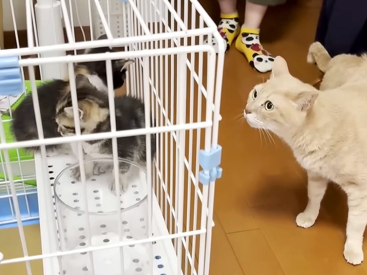 ７匹の子猫を見守ってきたベテラン猫→新入り子猫たちと顔を合わせた結果…『さすがの神対応』に「我慢強い初対面」「落ち着いてて安心感」