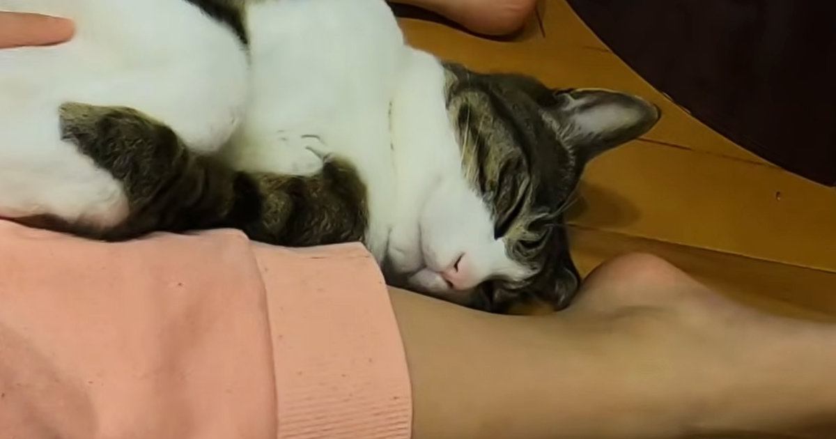 気持ちよさそうに眠っていた保護猫→子供が足の間に挟んでみると…あまりにも『無防備すぎる光景』に「猫とは思えないｗ」「癒されたｗ」