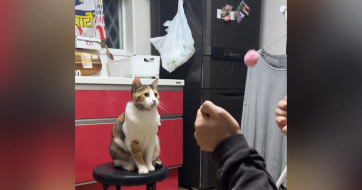 猫に『ボールの取り方』を教えるお父さん→真剣に見ていた三毛猫が…直後の『驚きの展開』が33万再生「すごっ天才」「おおおぉぉ〜」