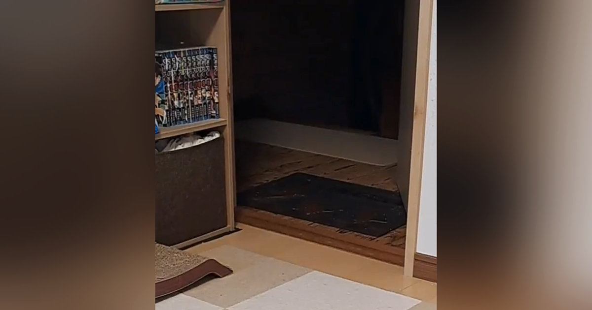 猫に『1階にあるおもちゃ持ってきてくれる？』と言ってみたら…飼い主驚愕の『まさかの展開』に「賢すぎ」「すごいｗ」と２万いいね