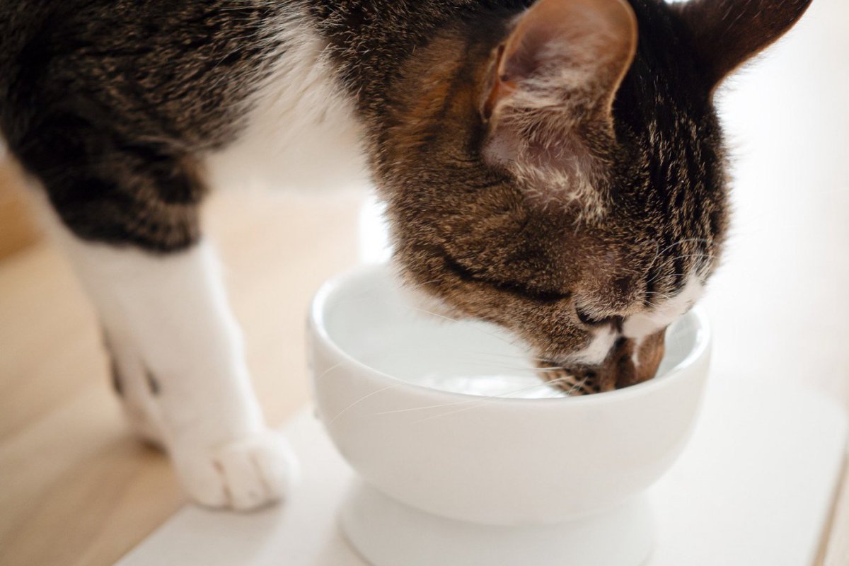 猫の健康寿命は「水」で決まる！疾患予防のための飲水管理の工夫【獣医師執筆】