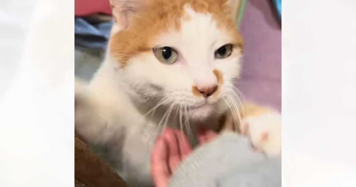 実家から帰ろうとしたら、猫が腕にしがみついてきて……あまりにも『愛おしい瞬間』に「帰りたくなさすぎる」「可愛い」と反響続々